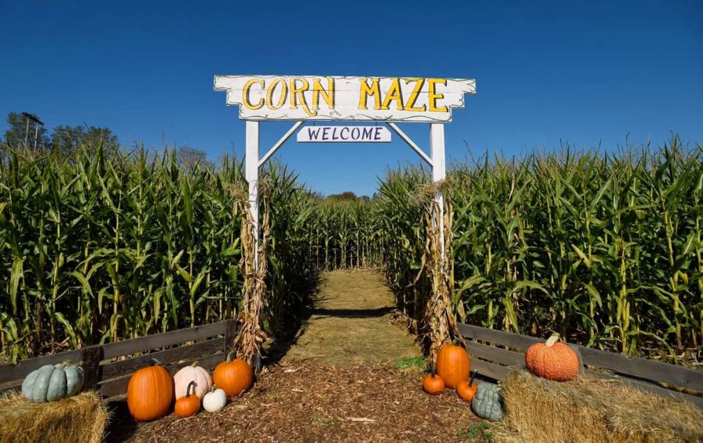 Corn maze and hot dog roast