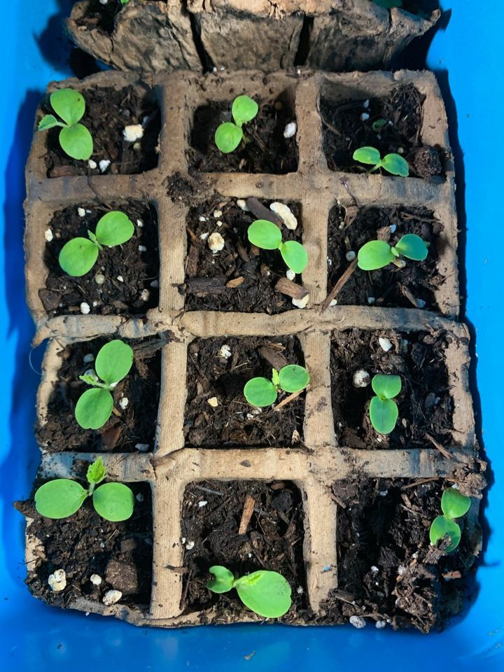 Seed Starting - Better Growing Workshop Series