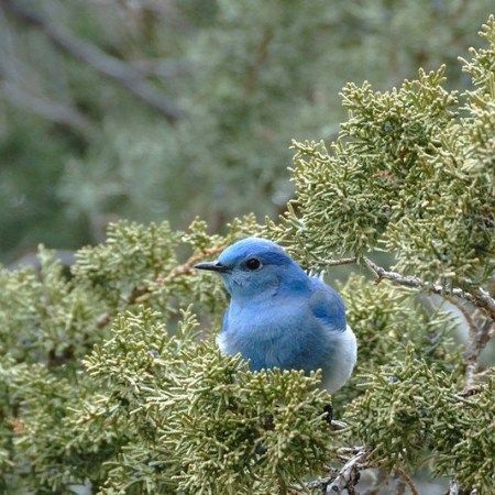 Autumn Bird Walk