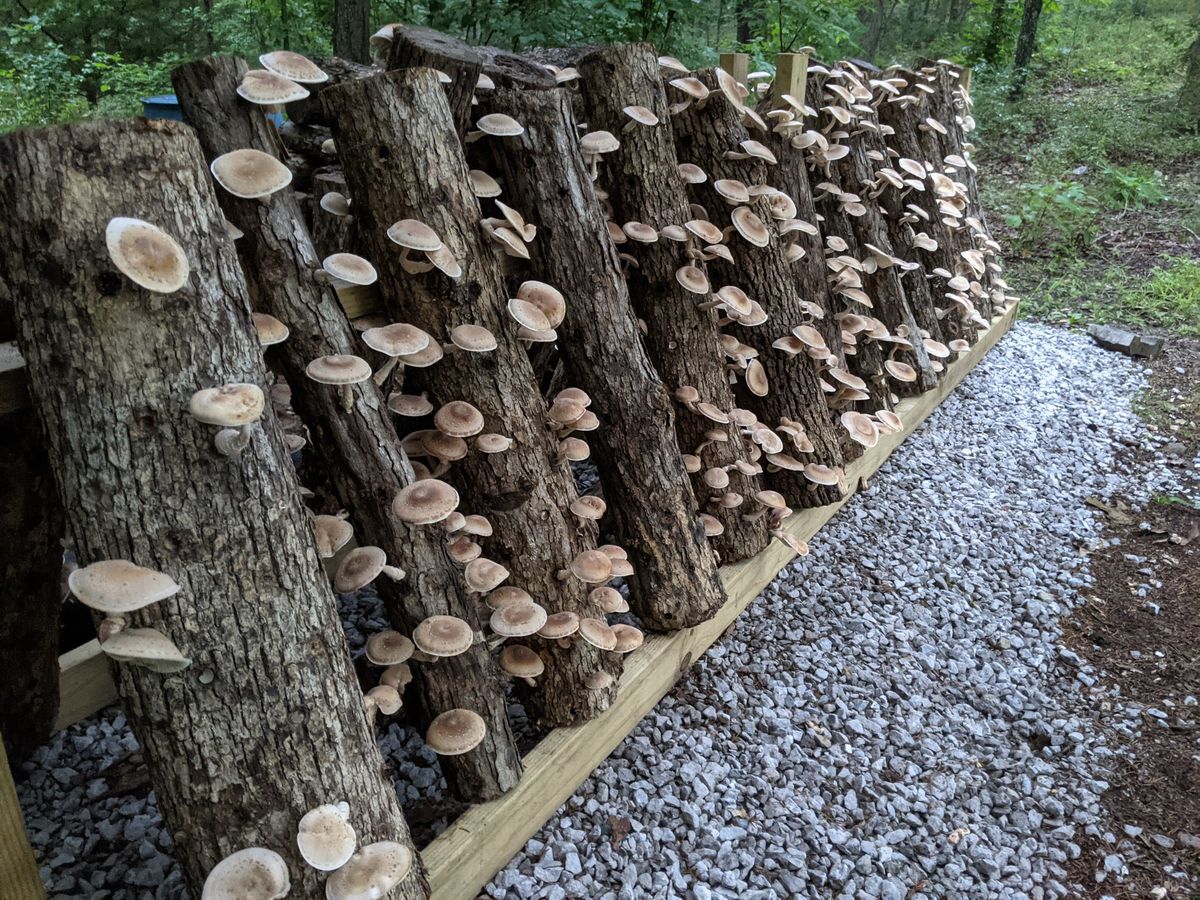 Growing Mushrooms on Logs Class & Workshop at Wild Arts Learning