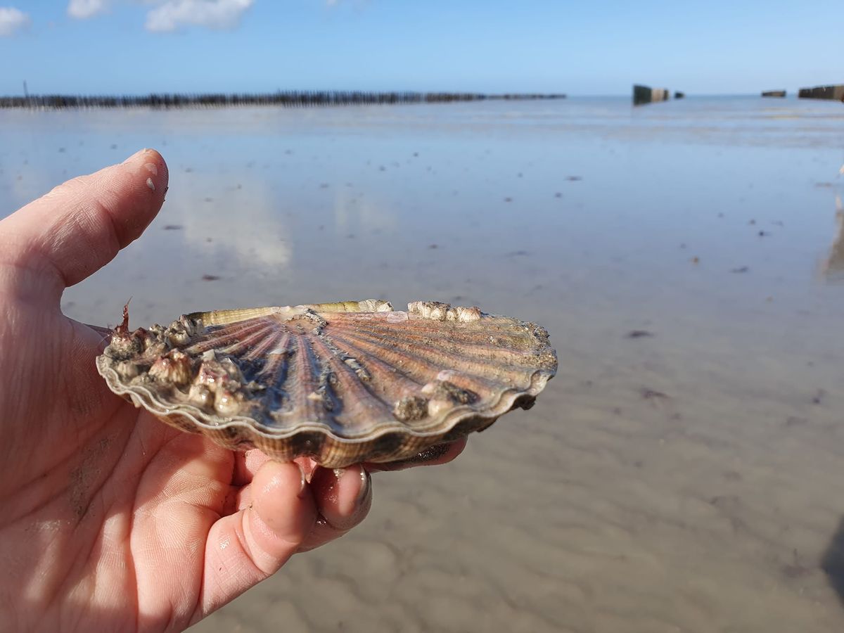 Rando Inititation P\u00eache \u00e0 pied "Coquille Saint-Jacques et cie..."  Baie du Mt-St-Michel (COMPLET) 