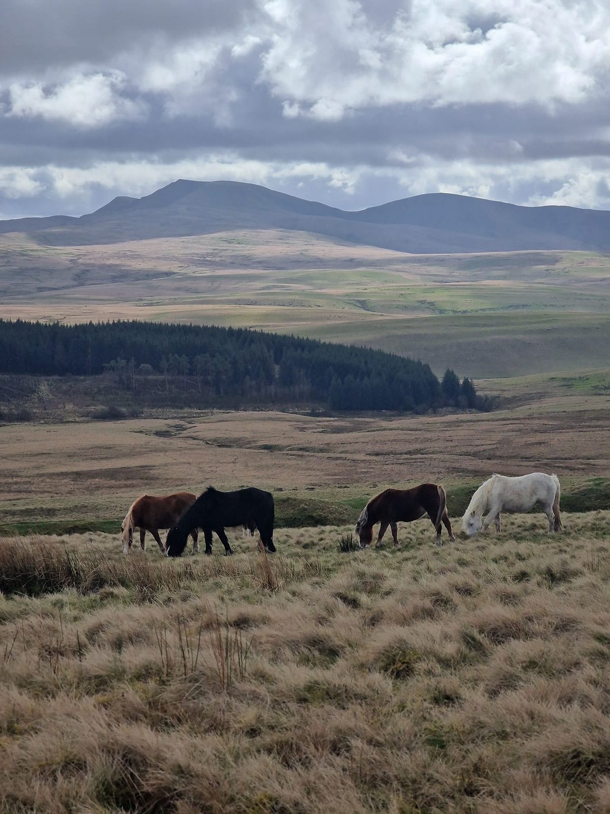 Mynydd Myddfai and Usk Reservoir