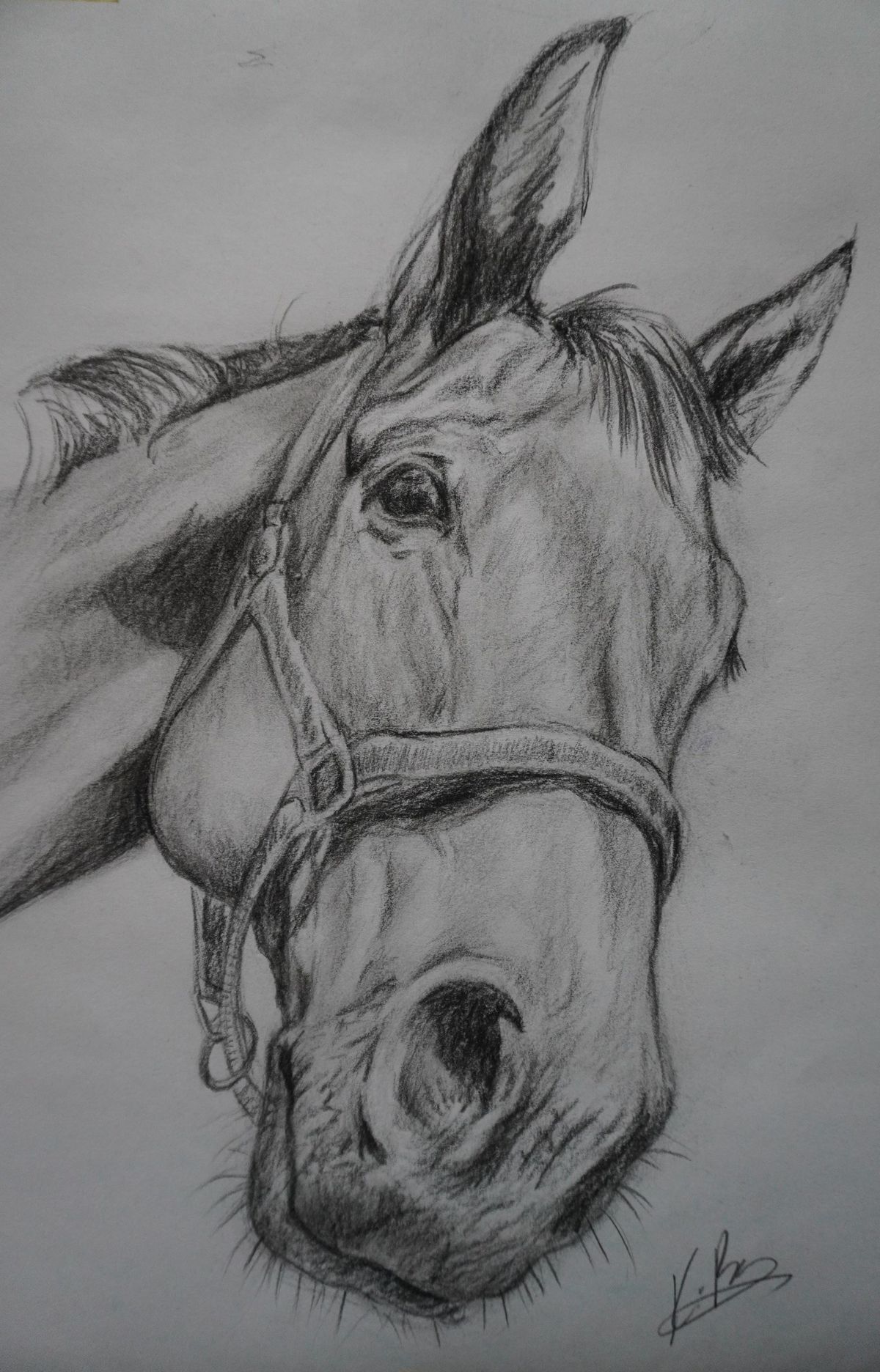 Charcoal Animal Drawing