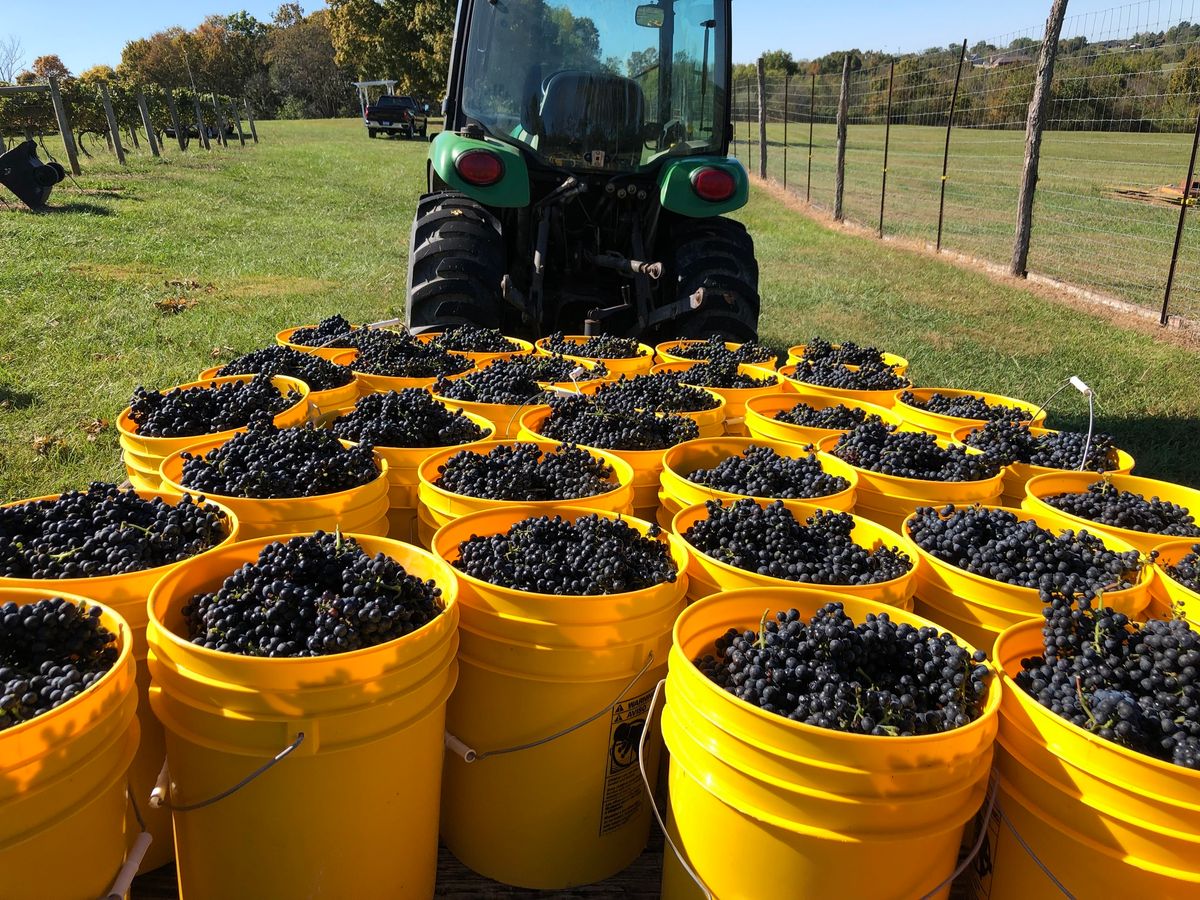 Dornfelder and Cabernet Franc Harvest 