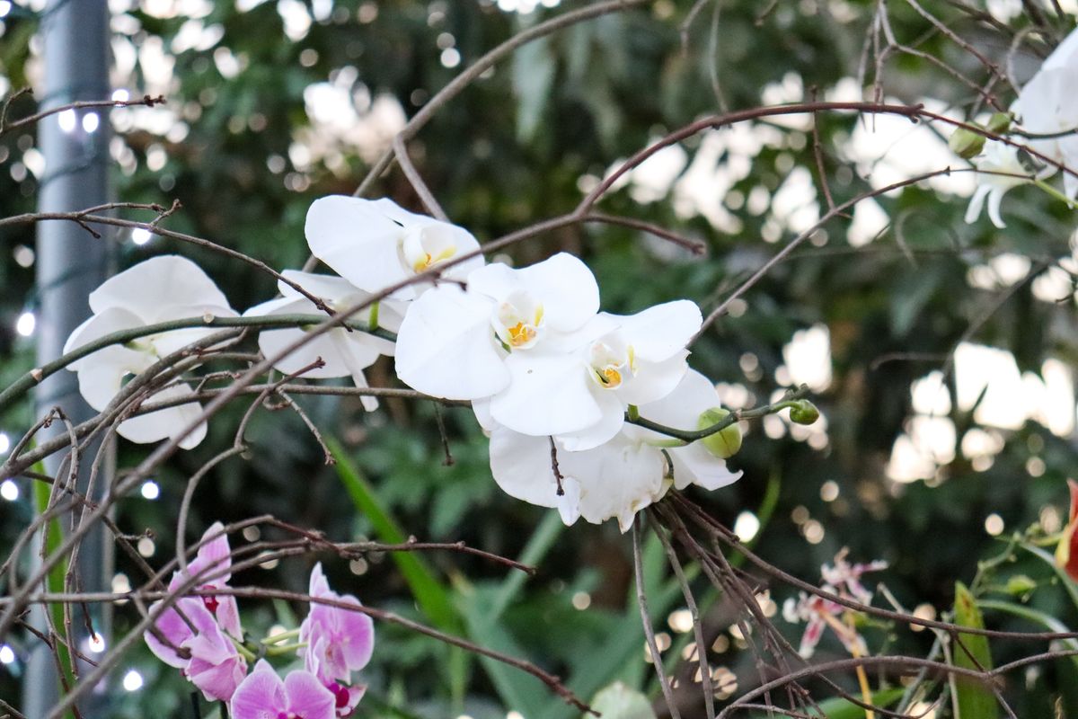 Orchids and Chocolates