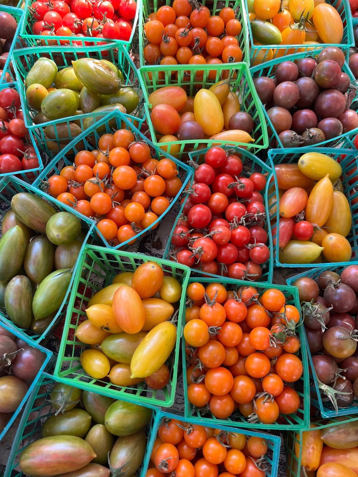 Growing Great Tomatoes - Los Altos