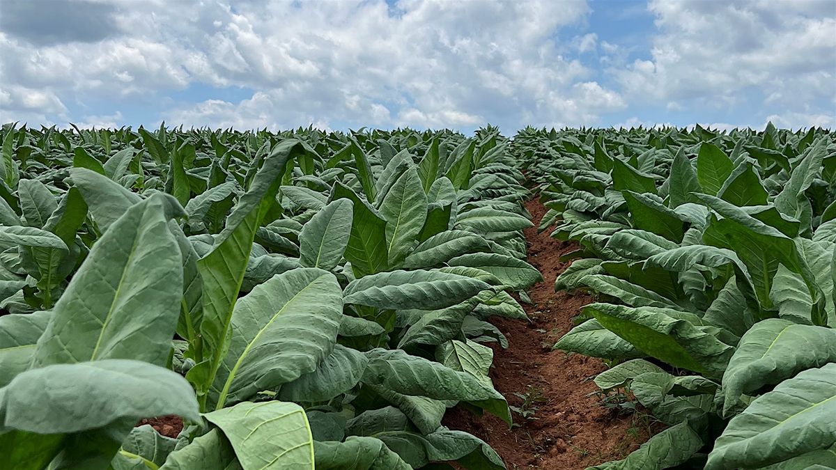 Northwest Piedmont Tobacco\/GAP Meeting