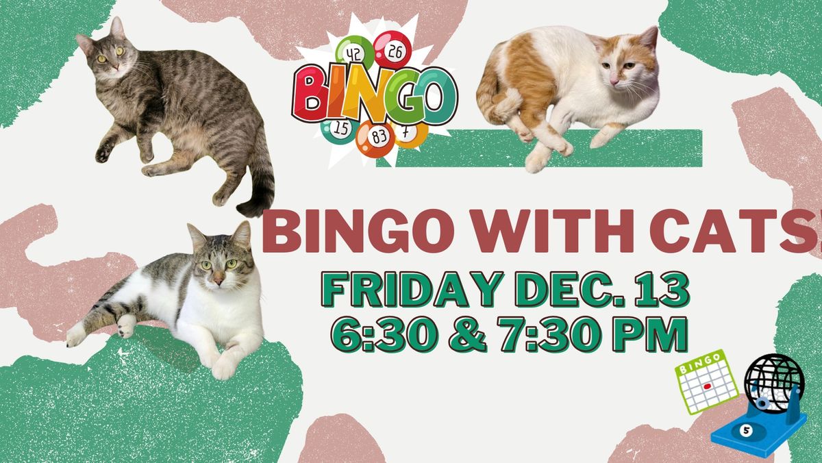 Bingo with Cats!  December 13, 2024