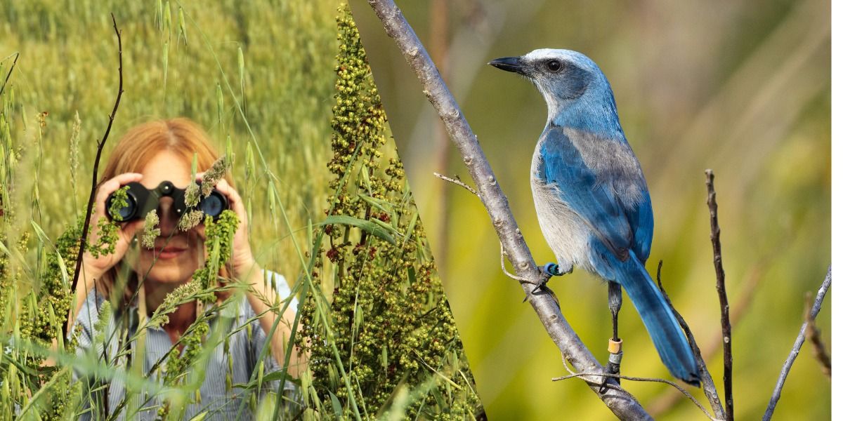 Beginners' Bird Walk