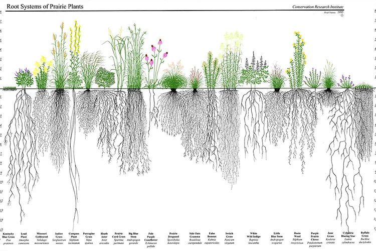 Prairies 101 Workshop