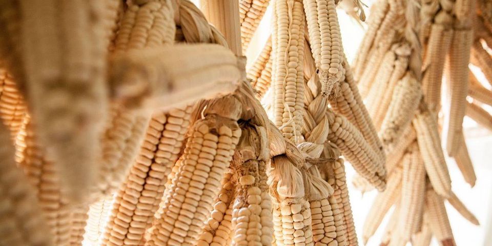 Haudenosaunee Boiled Cornbread Workshop