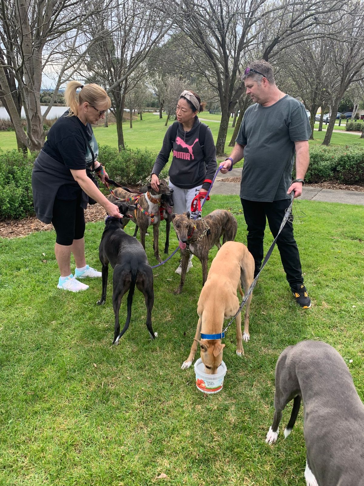 Berwick Springs Greyhound and Whippets Walk