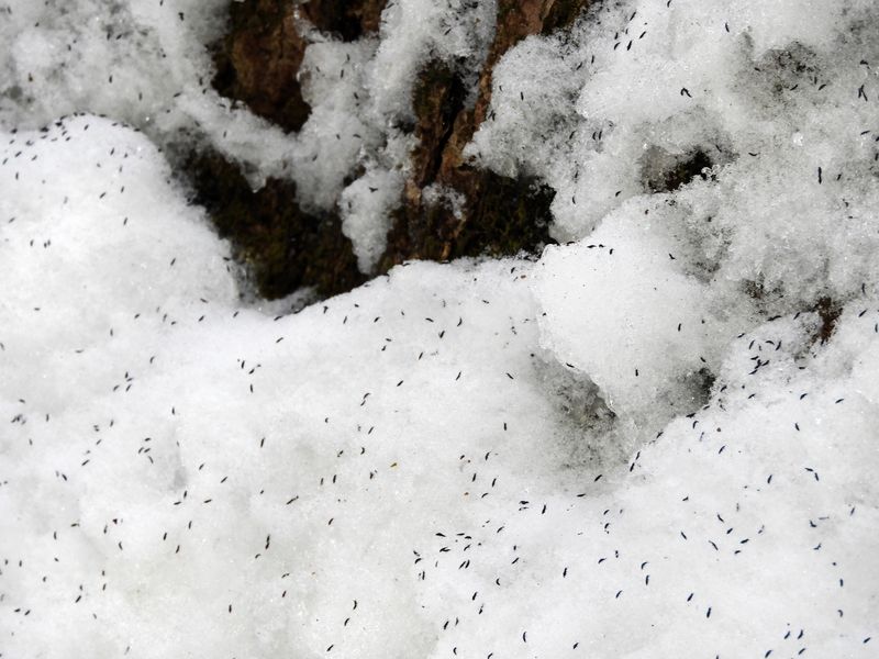 Winter Insect Hike 