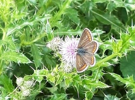 Butterfly Walk