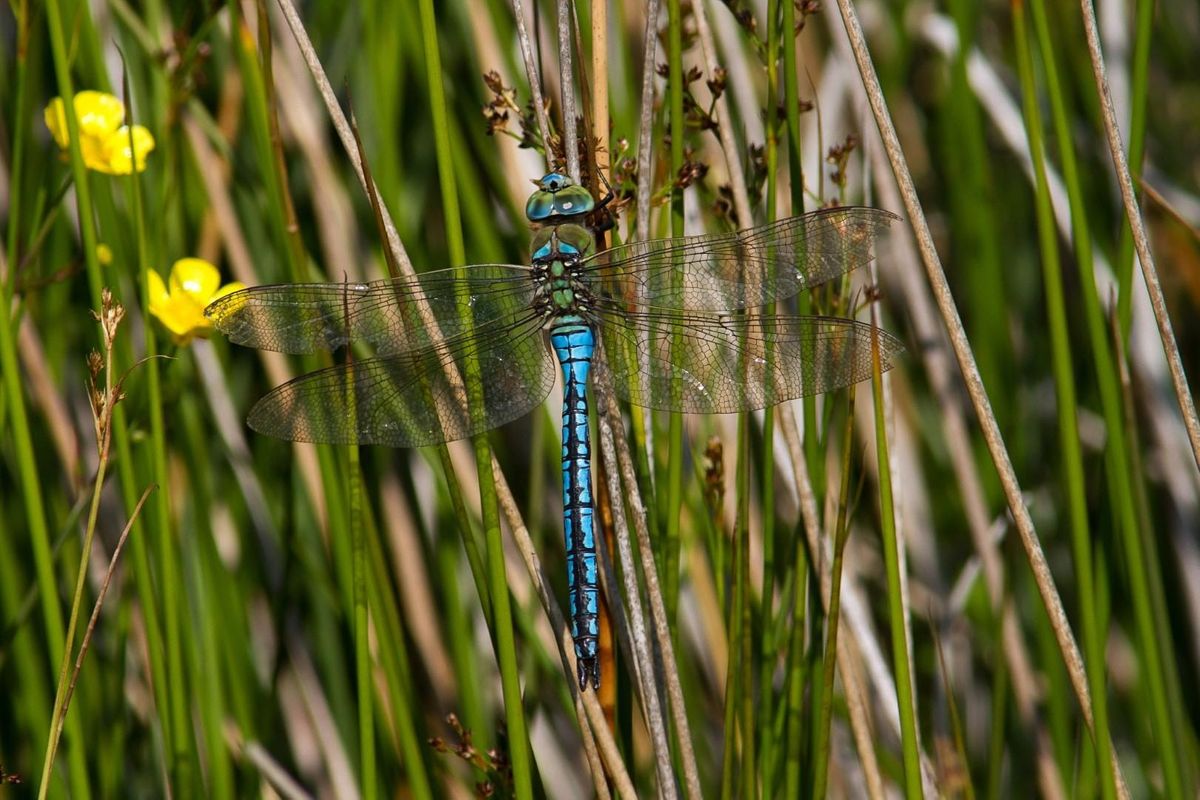 Dragonflies and pond dipping guided walk - Sunday 25th July