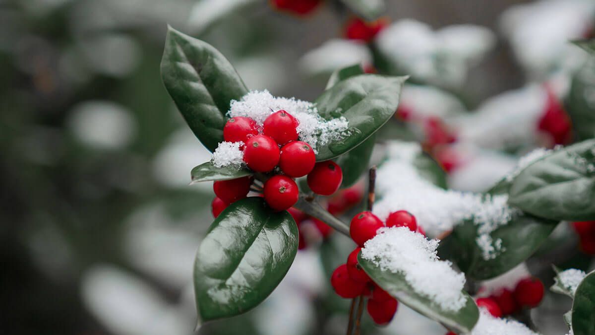 Yule blessing and social