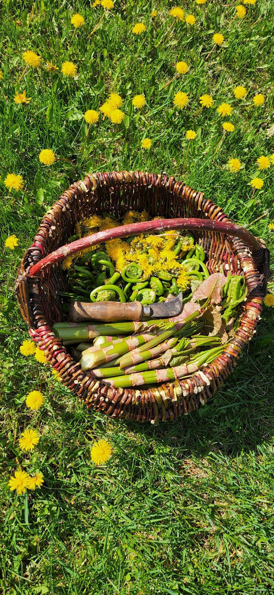 Foraging Foray on the Munger Trail