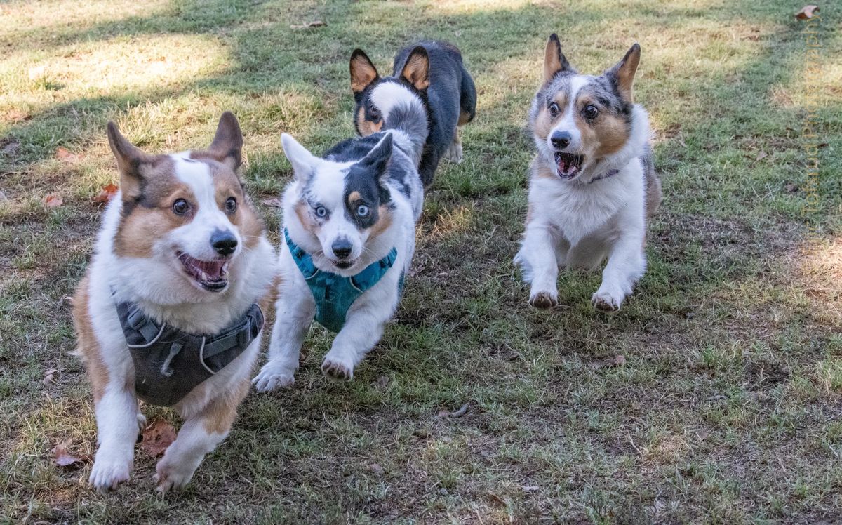 Saugstad Dog Park - Big Meet