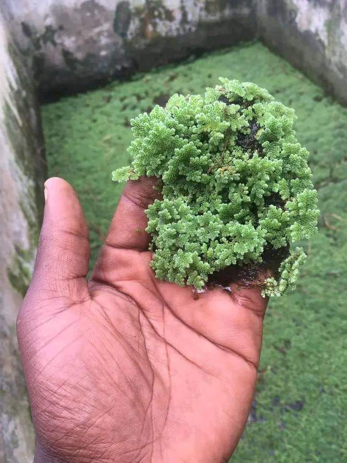 Azolla Farming Training 