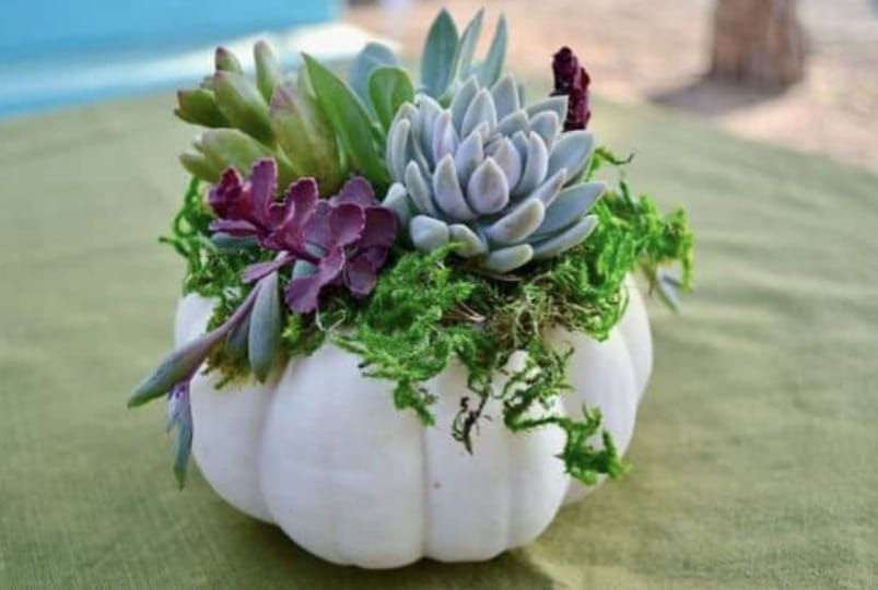 Amery Community Ed: Succulent Pumpkin Workshop - October 15th (6:30pm-8:30pm)