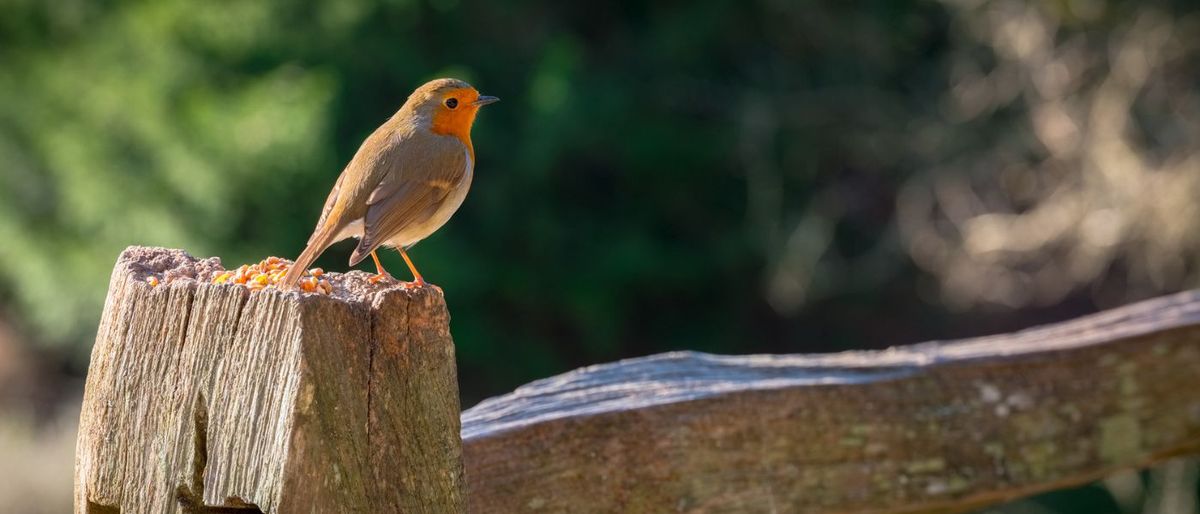 Dawn chorus walk \ud83d\udc26