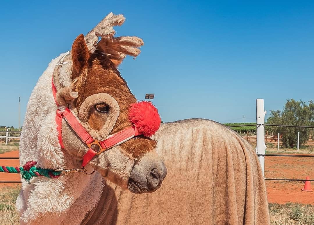 Christmas Photos & Pony Rides