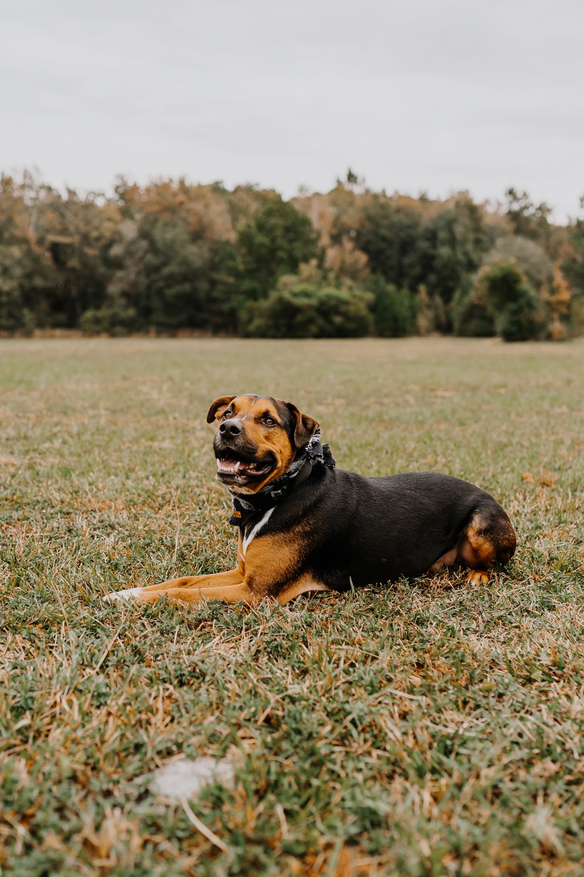 Jacksonville King Maker Pro Basic Obedience Group Class