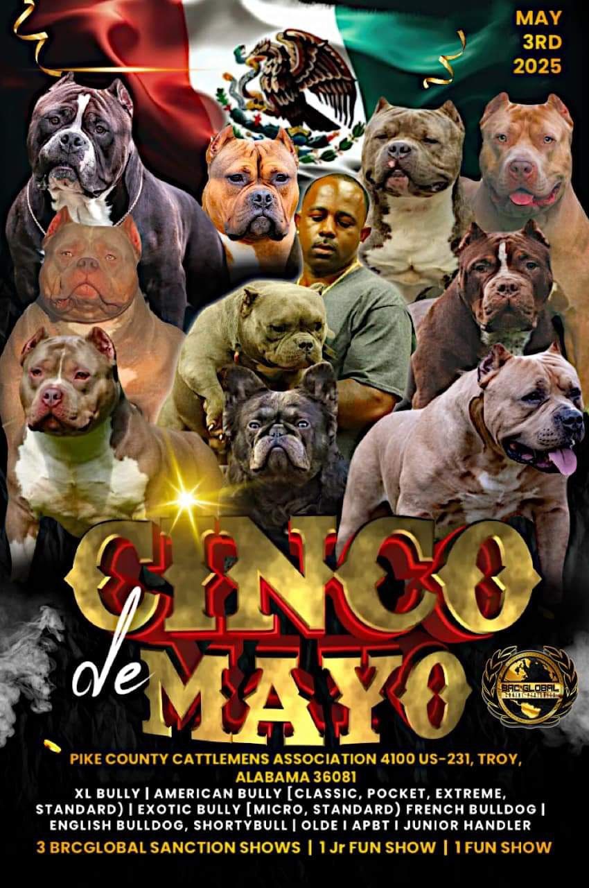 Cinco De Mayo Bully Ball 2