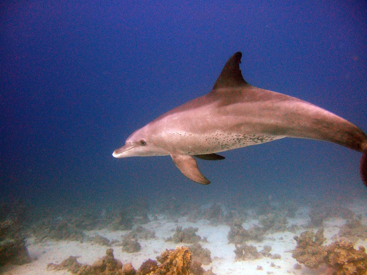 Red Sea Liveaboard!