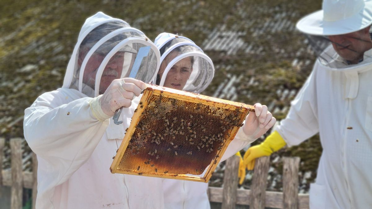 Beginning your Beekeeping - an intensive 2-day course