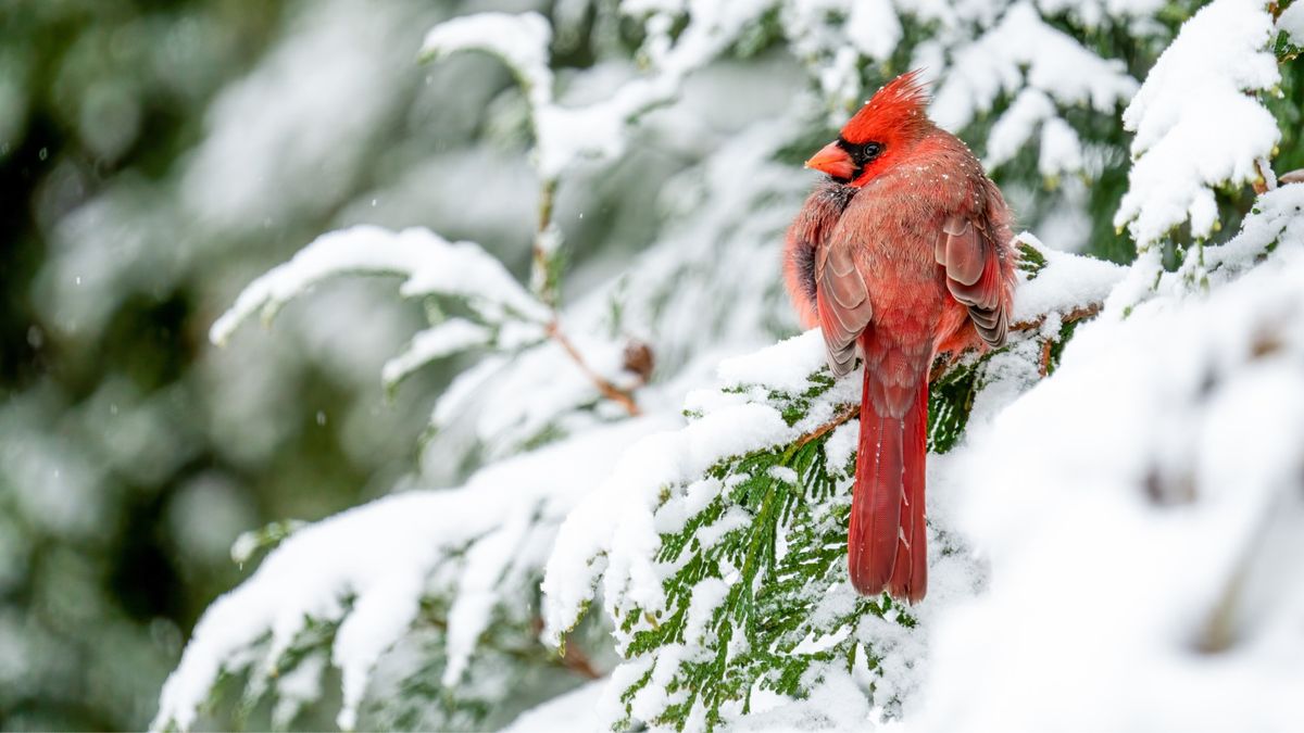 Winter Birds