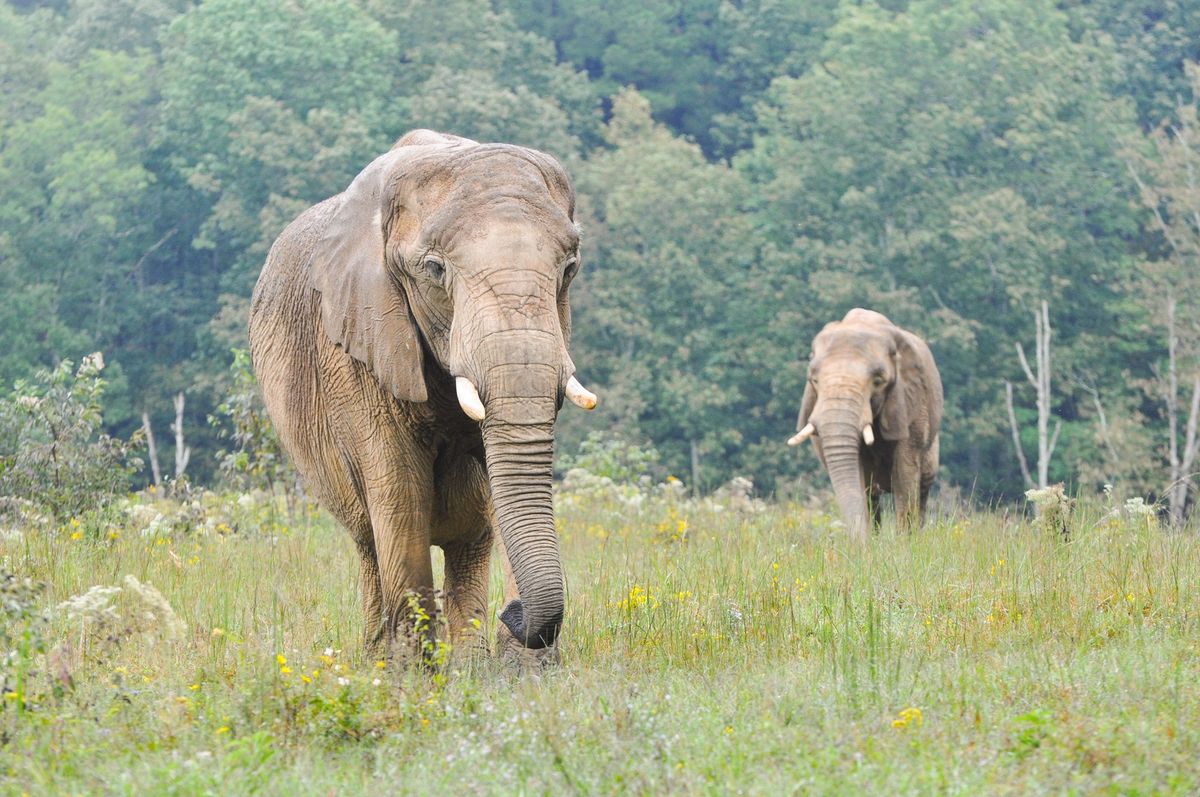 Volunteer at Second Harvest with The Elephant Sanctuary