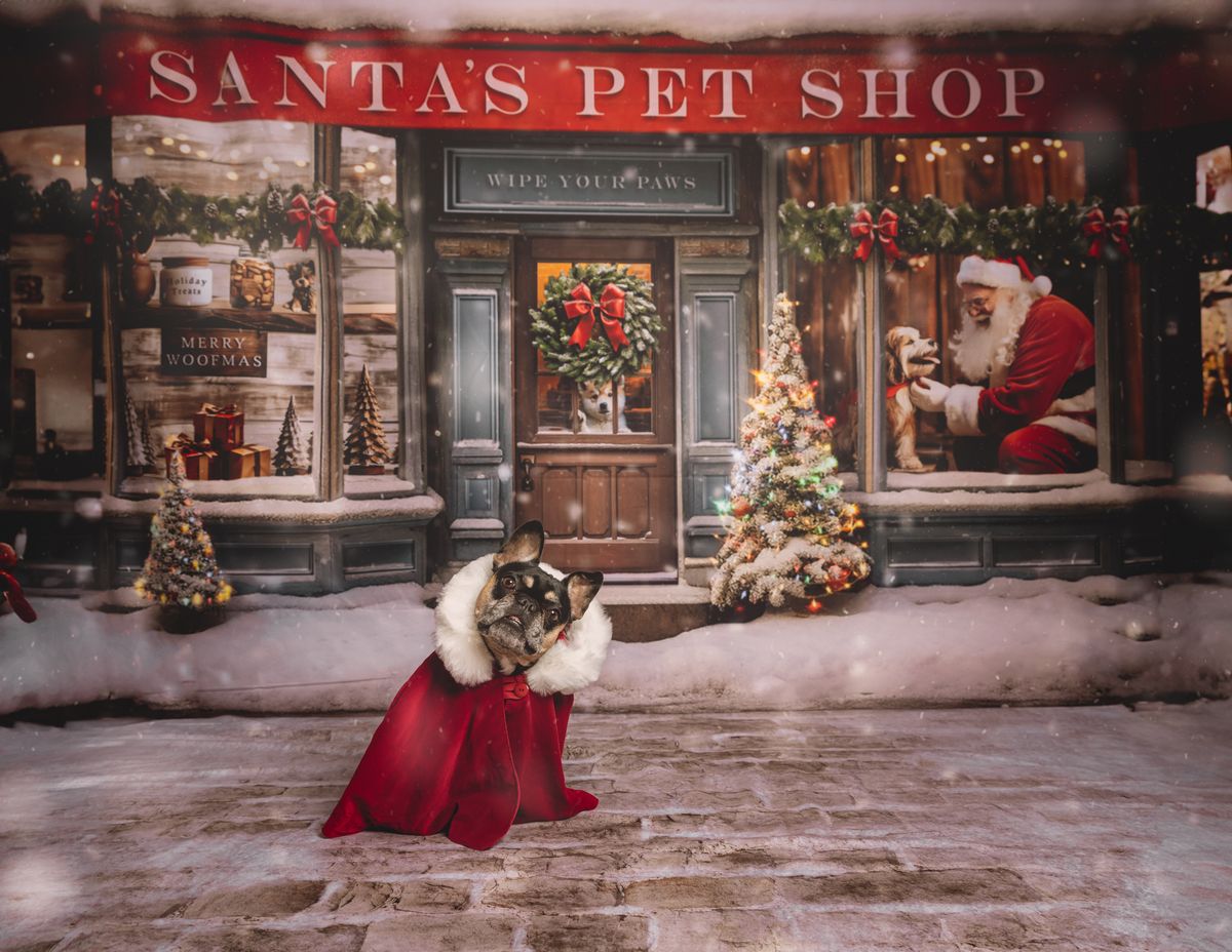 Christmas Mini Sessions - Santas Pet Shop