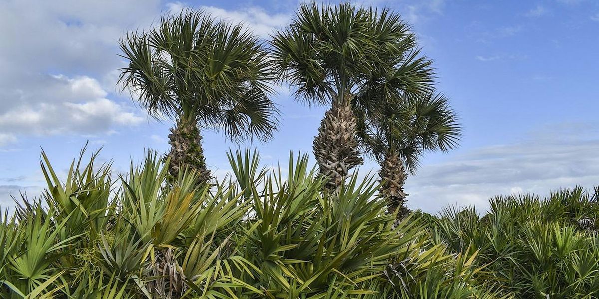 EcoWalk: Unique Preserves of Sarasota County - Lemon Bay Park