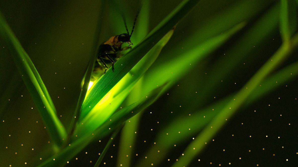 Fantastic Fireflies