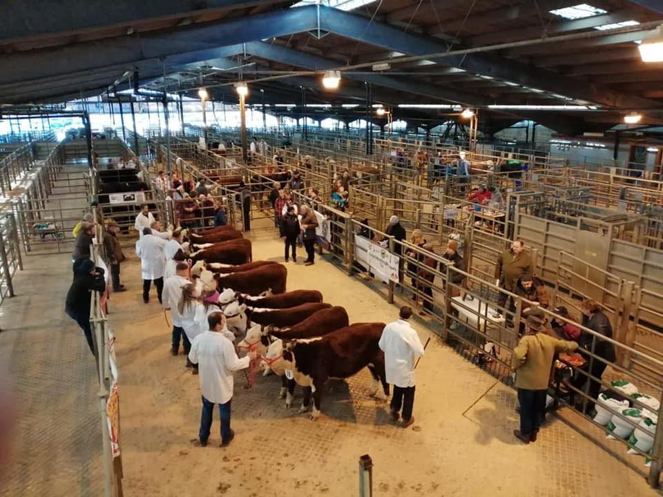 Welsh Multi Breed Pedigree Beef Calf Show