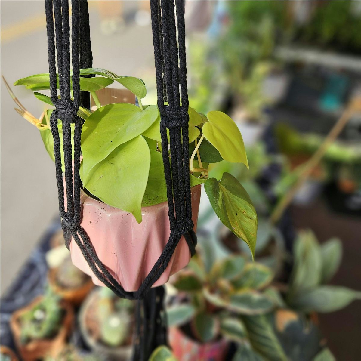 Beginner Macrame Class