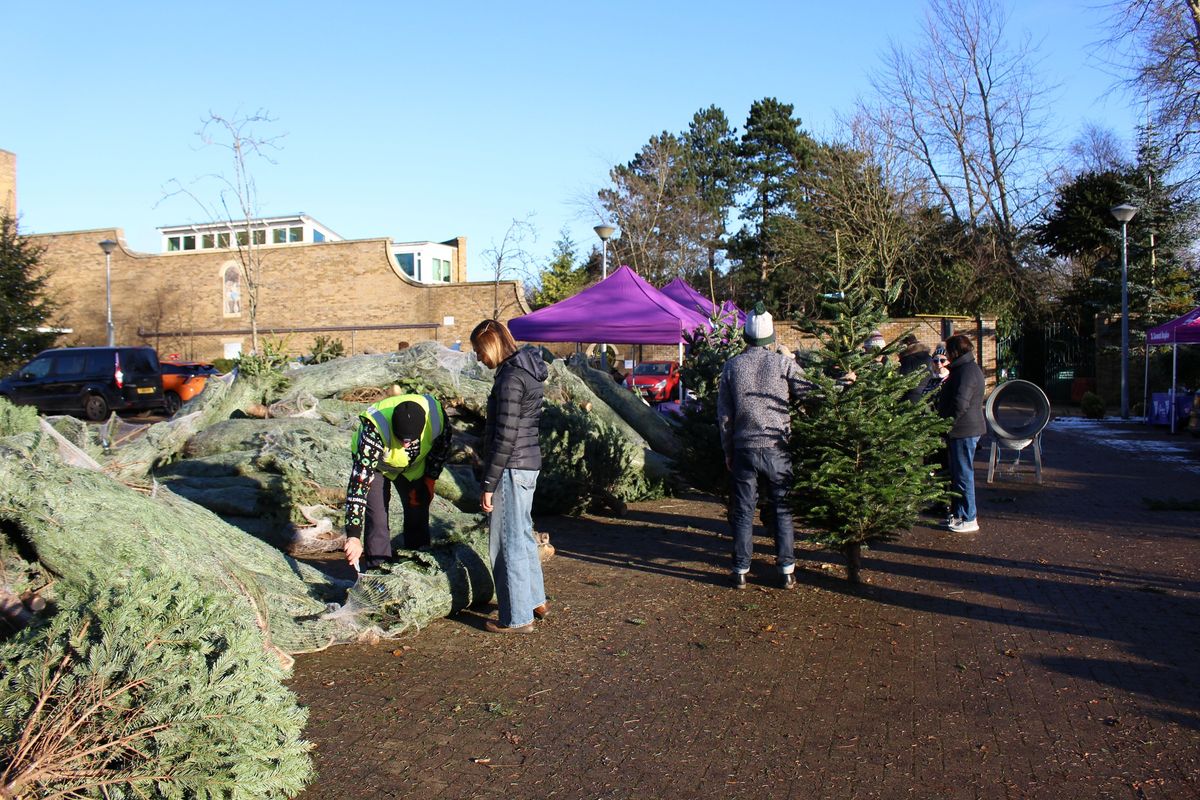 Christmas Tree Sales \ud83c\udf84