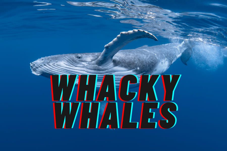 School Holiday Program - Whacky Whales