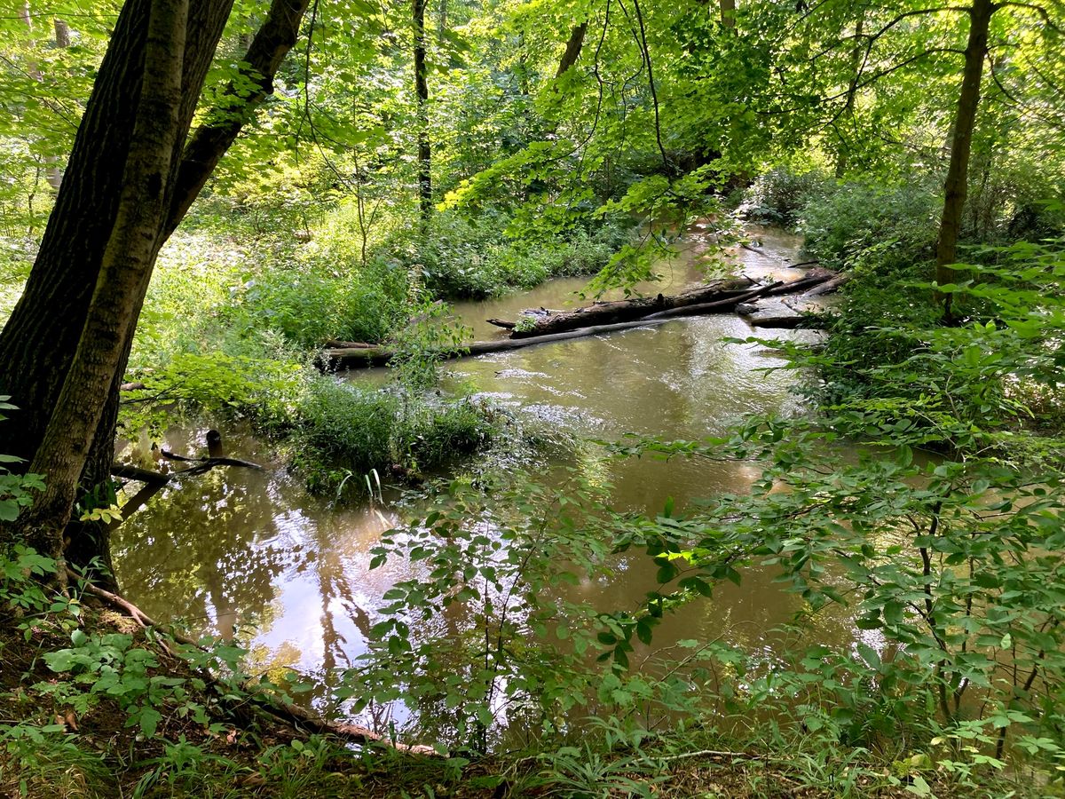 Wellness Walk @ J. Timothy Ritchie Nature Preserve