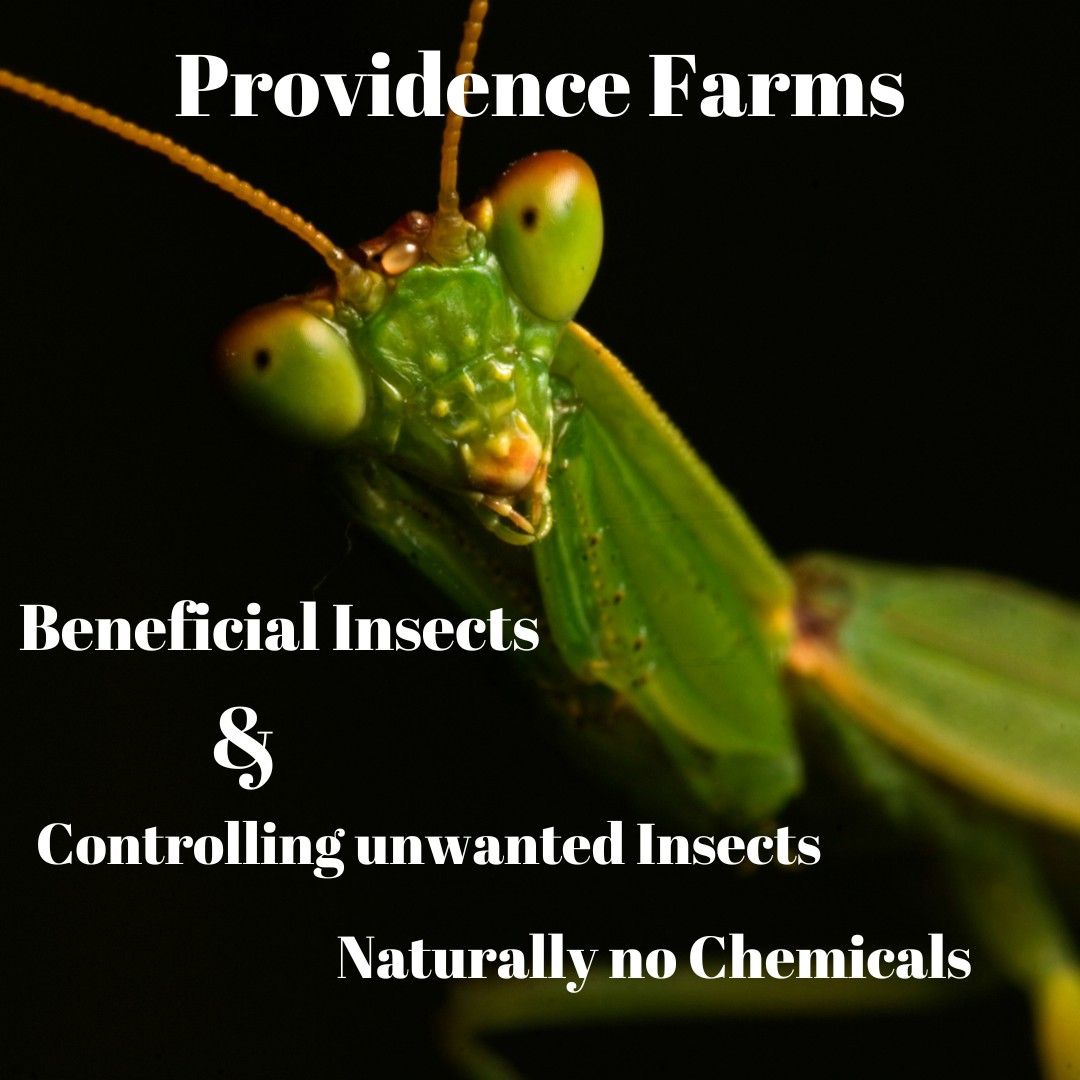 Beneficial Insects & Controlling Unwanted Insects