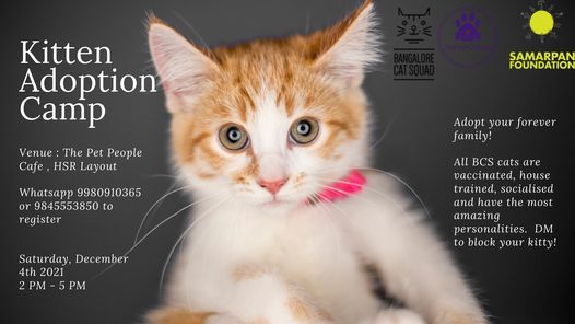 BCS Kitten\/Cat Adoption Camp  at the Pet People Cafe, HSR layout