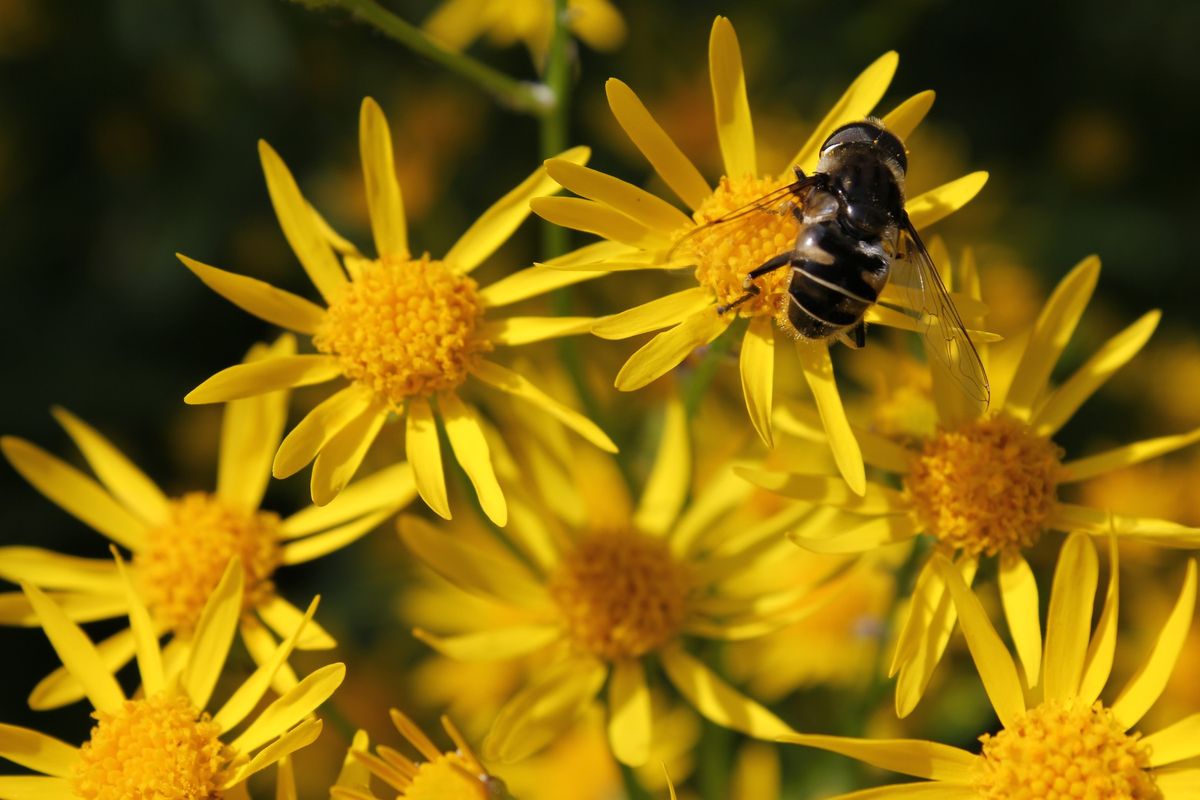 Habitat Advocate: Green Mulch - Using Native Plants as Groundcovers