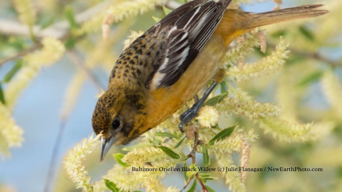 7th Annual Native Plant Symposium