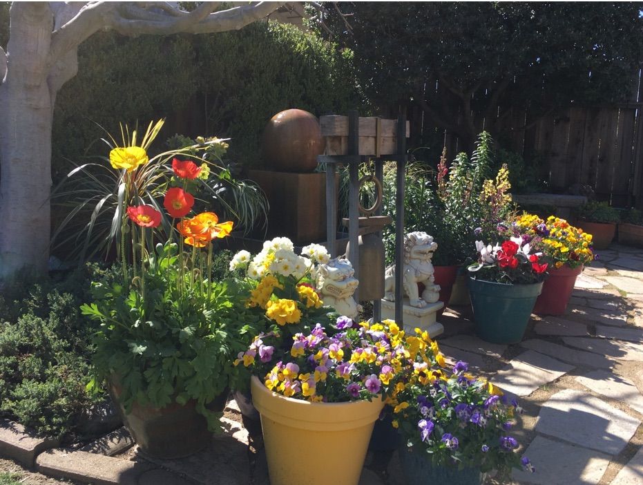 Container Gardening- Sunnyvale 