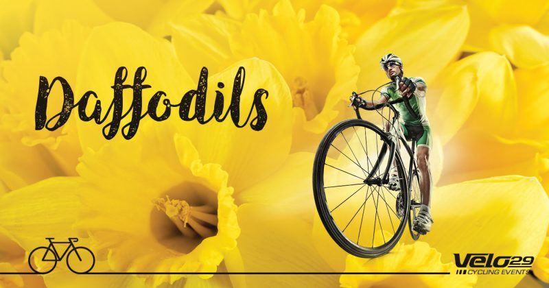 The Daffodils Sportive Cycle Ride From Thirsk