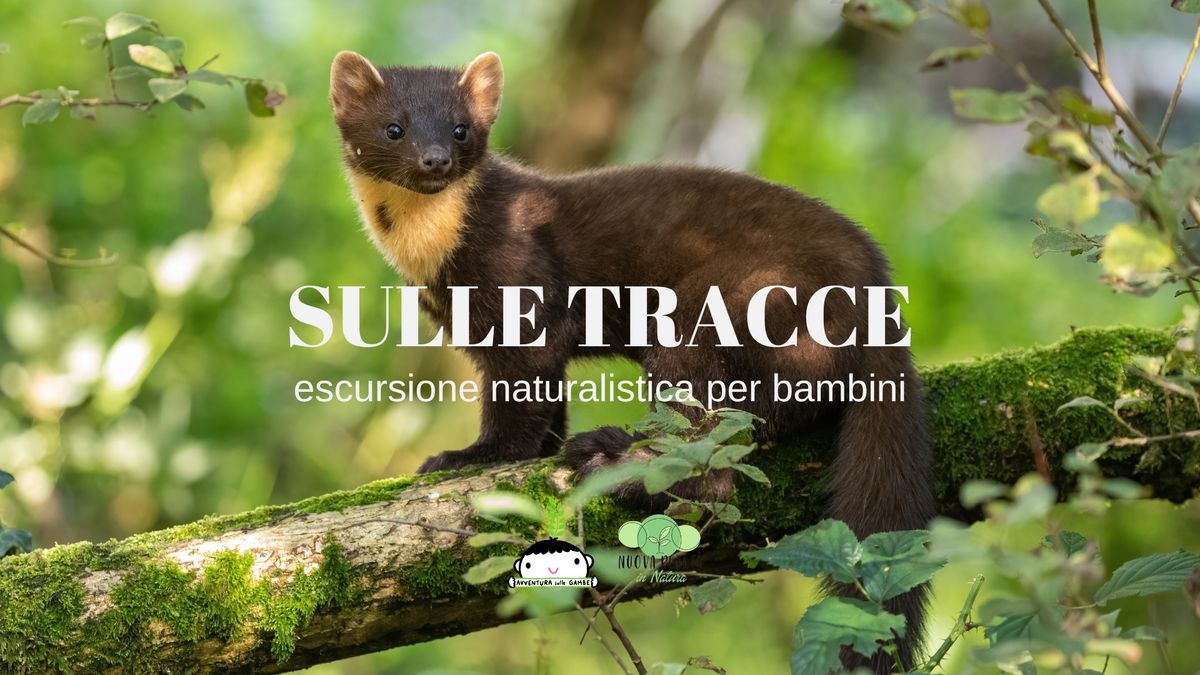 Sulle Tracce dei Mustelidi - escursione naturalistica per bambini