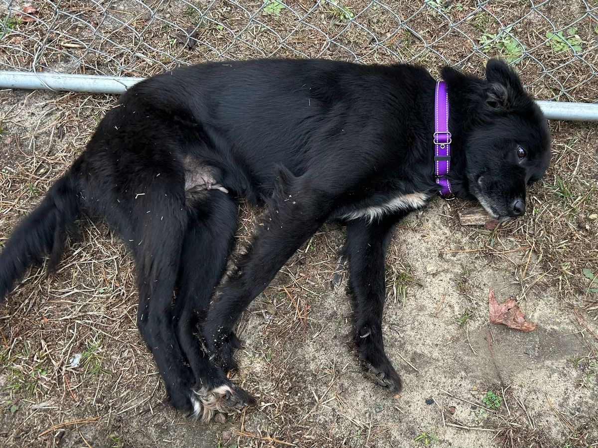 Senior Sasha\u2019s fence expansion! 