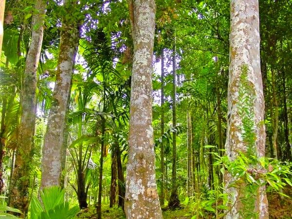 Developing the Philippine Agarwood and Agroforestry Industry