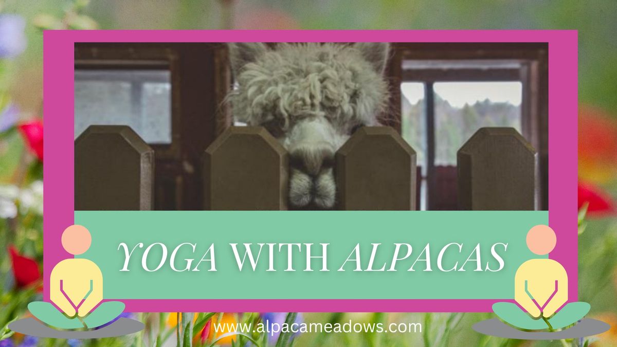 Yoga With Alpacas